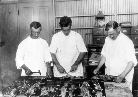 Scientists dissecting rats in New Orleans in 1914. Photograph by the National Library of Medicine/Science Photo Library