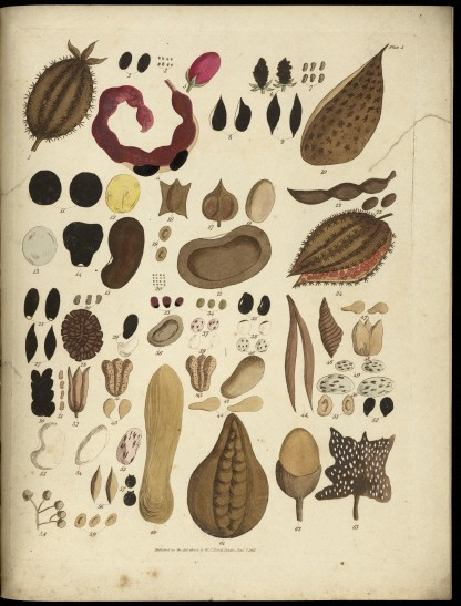 Fig. 2: Sketches toward a Hortus botanicus americanus by William Jowit, Titford (London 1811); Wellcome Library London, L0063386 (http://wellcomeimages.org/indexplus/image/L0063386.html)